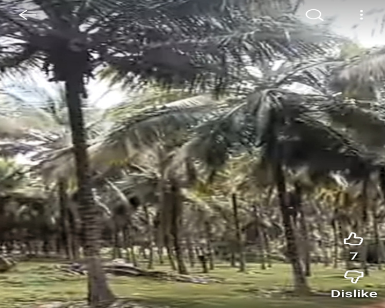  5 Acre Agricultural/Farm Land for Sale in Pollachi, Coimbatore