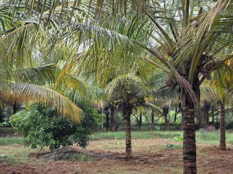  5 Acre Agricultural/Farm Land for Sale in Pollachi, Coimbatore