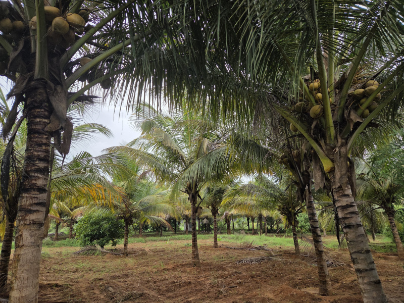  5 Acre Agricultural/Farm Land for Sale in Pollachi, Coimbatore