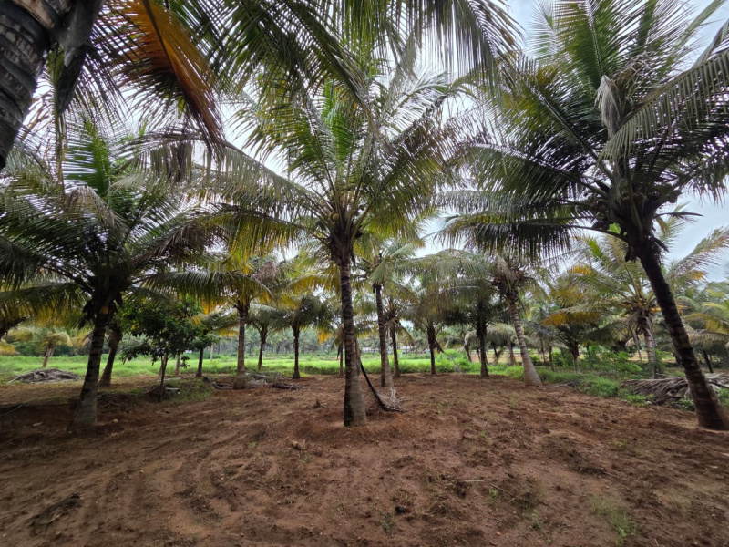 5 Acre Agricultural/Farm Land for Sale in Pollachi, Coimbatore