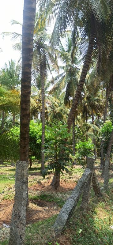  6 Ares Agricultural/Farm Land for Sale in Pollachi, Coimbatore