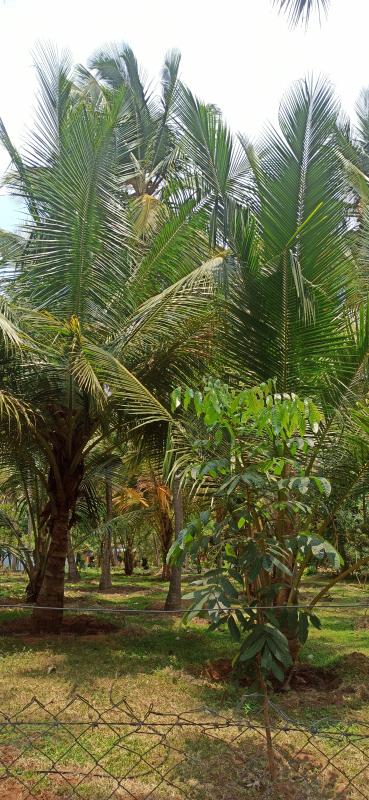  6 Ares Agricultural/Farm Land for Sale in Pollachi, Coimbatore