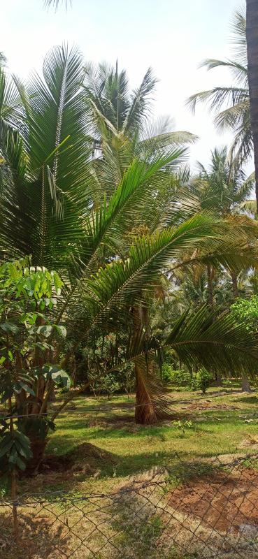  6 Ares Agricultural/Farm Land for Sale in Pollachi, Coimbatore