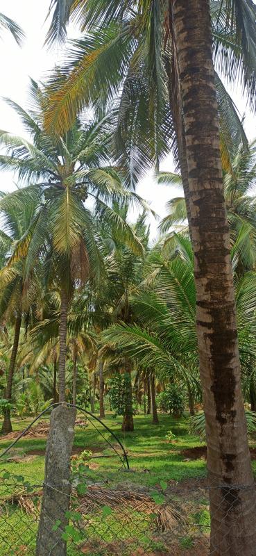  3 Acre Agricultural/Farm Land for Sale in Pollachi, Coimbatore