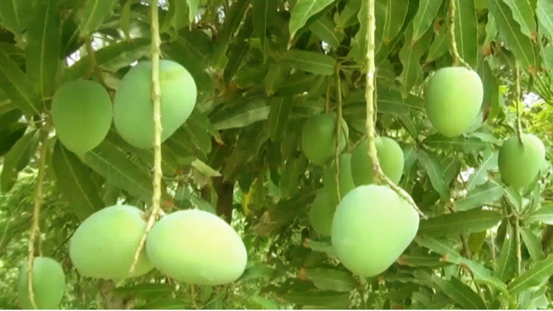  18 Acre Agricultural/Farm Land for Sale in Pollachi, Coimbatore