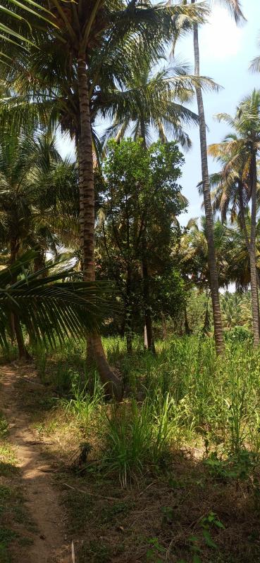  18 Acre Agricultural/Farm Land for Sale in Pollachi, Coimbatore