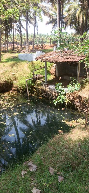  125 Cent Agricultural/Farm Land for Sale in Pollachi, Coimbatore