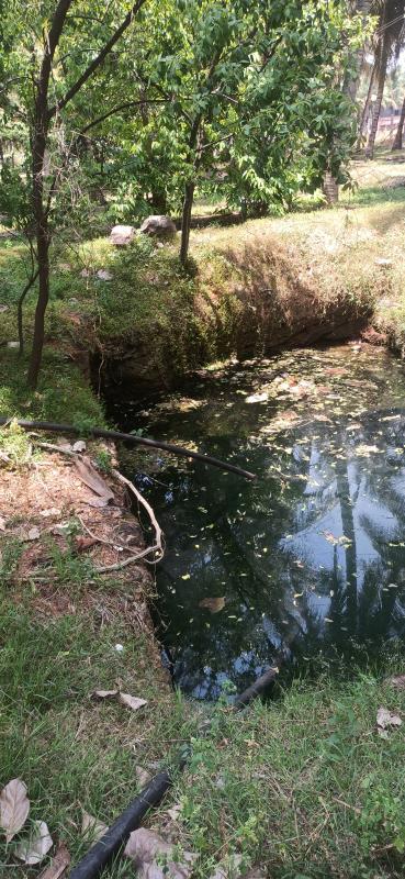  125 Cent Agricultural/Farm Land for Sale in Pollachi, Coimbatore