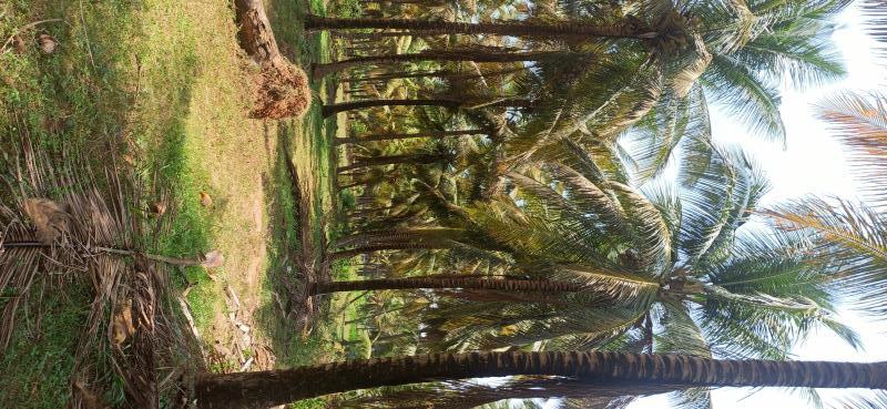  125 Cent Agricultural/Farm Land for Sale in Pollachi, Coimbatore