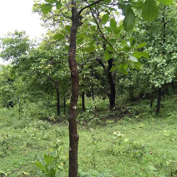Agricultural Land 8 Acre for Sale in Yellapur, Uttara Kannada