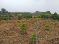 Agricultural Land for Sale in Umbergaon, Valsad