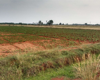  Agricultural Land for Sale in Kaprada, Valsad
