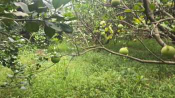  Agricultural Land for Sale in Bordi, Palghar