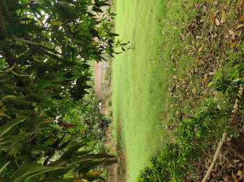 5 BHK Farm House for Sale in DLF Chattarpur Farms