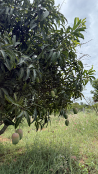  Residential Plot for Sale in Denkanikottai, Krishnagiri