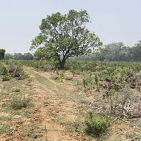  Agricultural Land for Sale in Vemsoor, Khammam