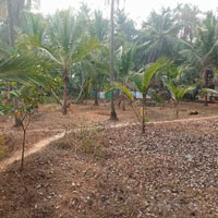 Residential Plot for Sale in Vadakara, Kozhikode