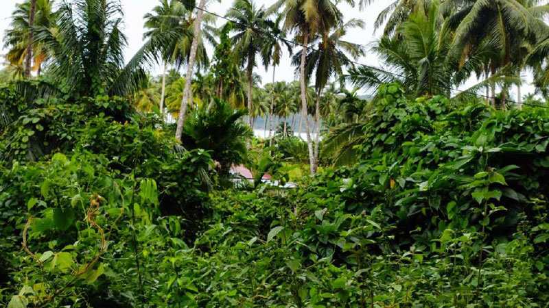  Residential Plot 9 Acre for Sale in Great nicobar island Andaman