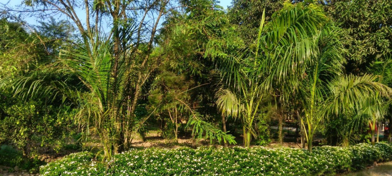  300 Sq. Yards Residential Plot for Sale in Behat, Saharanpur