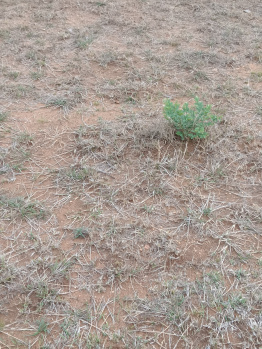  Agricultural Land for Sale in Kalameshwar, Nagpur