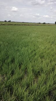  Agricultural Land for Sale in Gurmatkal, Yadgir