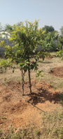 Agricultural Land for Sale in Chandramouli Nagar, Kurnool