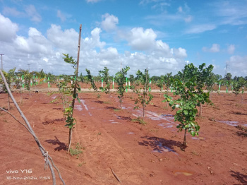  Agricultural Land for Sale in Cheyyur, Kanchipuram