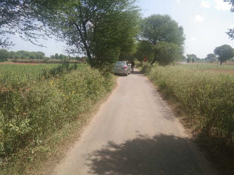 Agricultural Land for Sale in Ajeetgarh, Sikar (REI1080995)