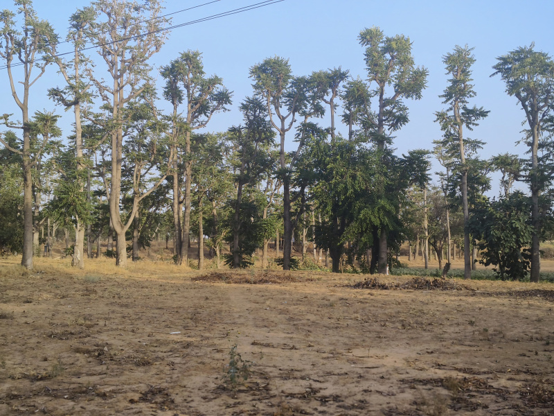  Agricultural Land 70 Bigha for Sale in Sri Madhopur, Sikar