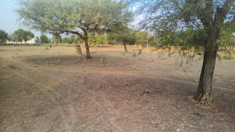  Agricultural Land 23 Bigha for Sale in Sri Madhopur, Sikar