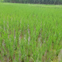  Agricultural Land for Sale in Mansanpalle, Rangareddy