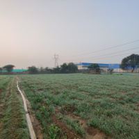 Agricultural Land for Rent in Kuberpur, Agra