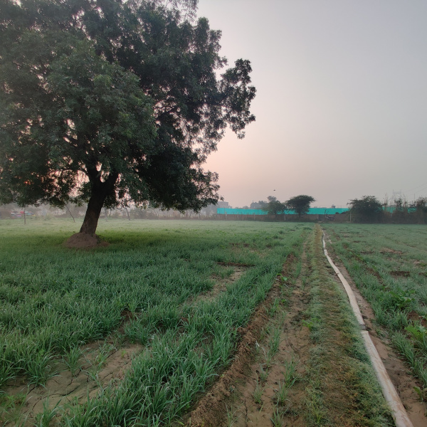 1 Hectares Agricultural/Farm Land for Rent in Kuberpur, Agra