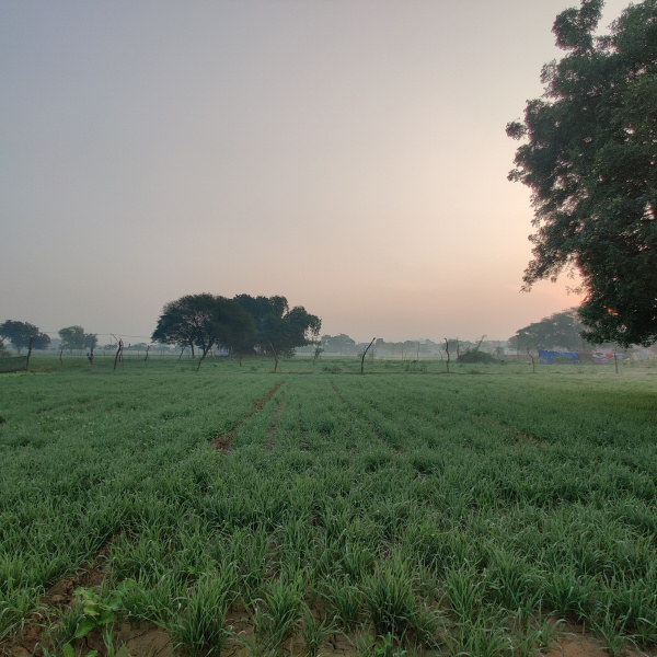  1 Hectares Agricultural/Farm Land for Rent in Kuberpur, Agra