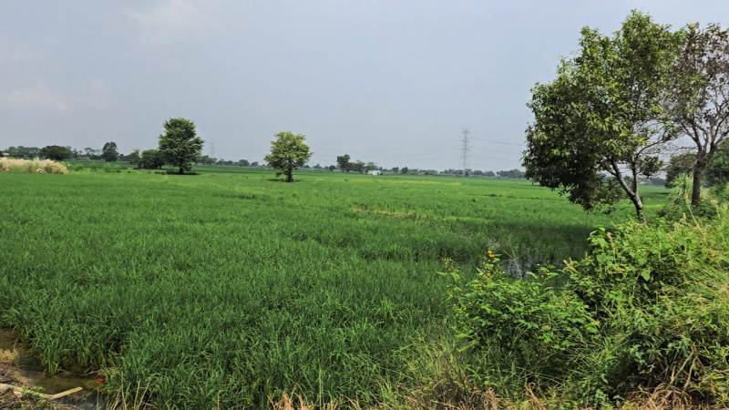  24 Acre Agricultural/Farm Land for Sale in Agroha, Hisar