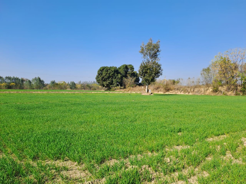  16 Ares Agricultural/Farm Land for Sale in Agroha, Hisar