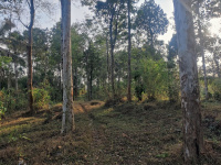  Agricultural Land for Sale in Mananthavady, Wayanad