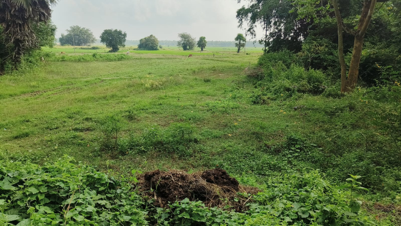  50 Bigha Industrial Land for Sale in Tarapith, Birbhum