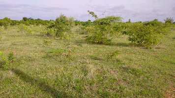  Agricultural Land for Sale in Rajapur, Ratnagiri