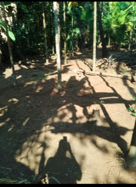  24 Ares Residential Plot for Sale in Dapoli, Ratnagiri