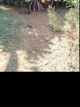  24 Ares Residential Plot for Sale in Dapoli, Ratnagiri