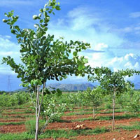  Agricultural Land for Sale in Prakasam, Vijayawada
