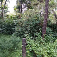  Residential Plot for Sale in Chavakkad, Thrissur