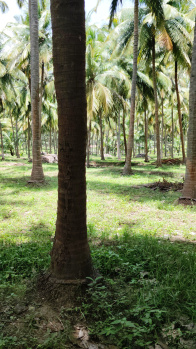  Agricultural Land for Sale in Udumalaipettai, Tirupur