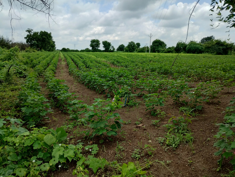  3 Acre Agricultural/Farm Land for Sale in Chandur Bazar, Amravati