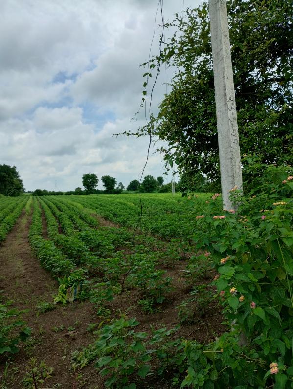  3 Acre Agricultural/Farm Land for Sale in Chandur Bazar, Amravati