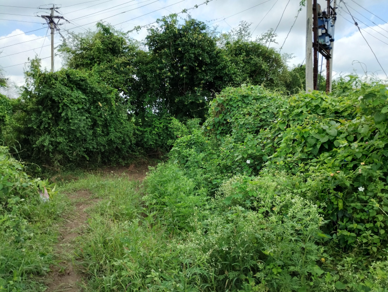  3 Acre Agricultural/Farm Land for Sale in Chandur Bazar, Amravati