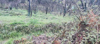  Agricultural Land for Sale in Hadimba Temple Road, Manali