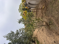 Agricultural Land for Sale in Green Park, Delhi