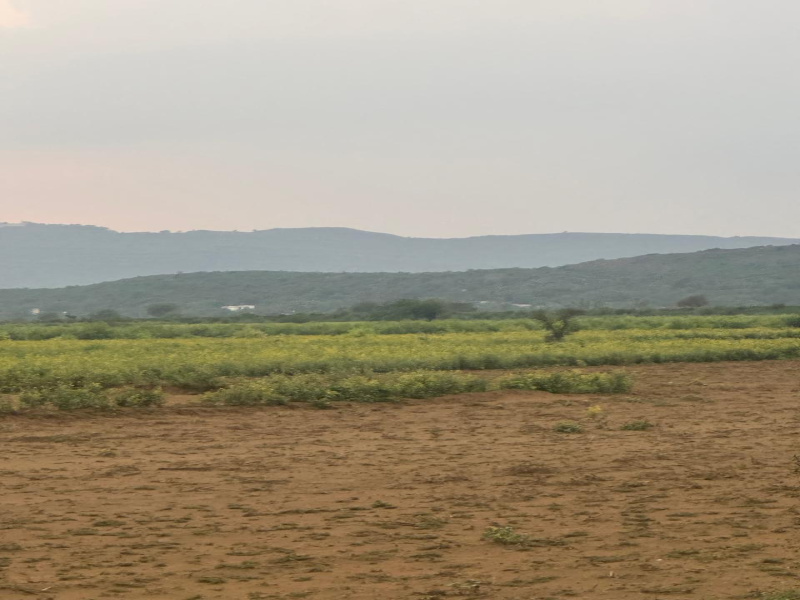  Agricultural Land 12 Bigha for Sale in Naugaon, Alwar